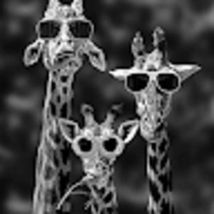 Meet your Posher, Hy yenn